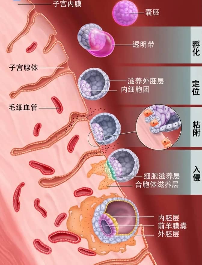 【2026最新】武汉一院生殖中心就诊攻略：地址、科室与试管开展情况